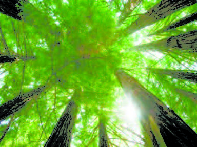 coronavirus e biodiversità